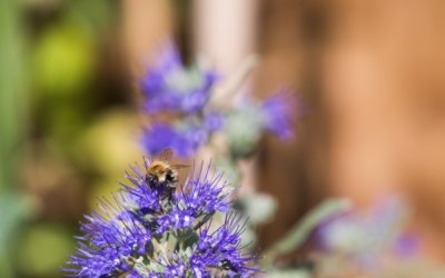 New build garden wins national award for biodiversity