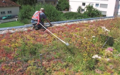 Green roofs – basic understanding and common misconceptions